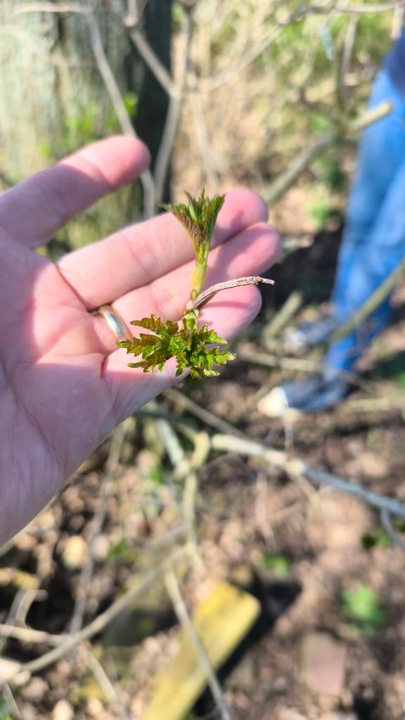 tientallen struiken GRATIS, Tuin en Terras, Planten | Struiken en Hagen, Beukenhaag, Ophalen