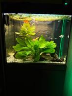 Aquarium, Ophalen, Gebruikt, Gevuld zoetwateraquarium
