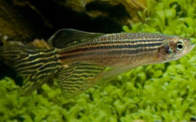 Hobbyaquarium Danio Rerio Longfin / zebra danio sluier, Dieren en Toebehoren, Vissen | Aquariumvissen, Vis, Zoetwatervis, Schoolvis