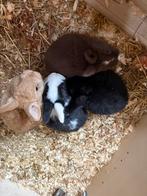 Mooie konijntjes, Sexe inconnu, Taille moyenne, Oreilles tombantes, 0 à 2 ans