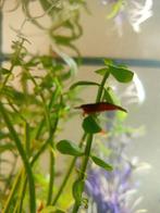 Rode garnalen, Kreeft, Krab of Garnaal, Zoetwatervis