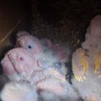 Pyrrhura molinae pineapple split lutino, Parkiet, Geringd