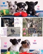 3de generatie Di Petit Bello Chihuahuatjes!, Dieren en Toebehoren, België, Particulier, 8 tot 15 weken, Parvo