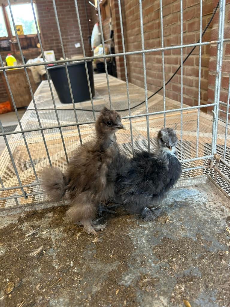 USA Zijdehoen Kuikens ~ RASZUIVER, Vrouwelijk, Kip