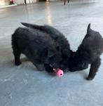 Groenendalers pups, België, Parvo, 8 tot 15 weken, Meerdere