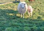 Schaap met lam, Animaux & Accessoires, Moutons, Chèvres & Cochons, Plusieurs animaux, Mouton, 0 à 2 ans