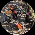 Gratis: cochin kriel haantjes, Dieren en Toebehoren