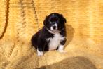 Australian Shepherd pups - Gezond - getest - gesocialiseerd, Sheepdog, Meerdere, Meerdere dieren, Nederland