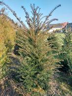 Taxus, Ophalen, Taxus