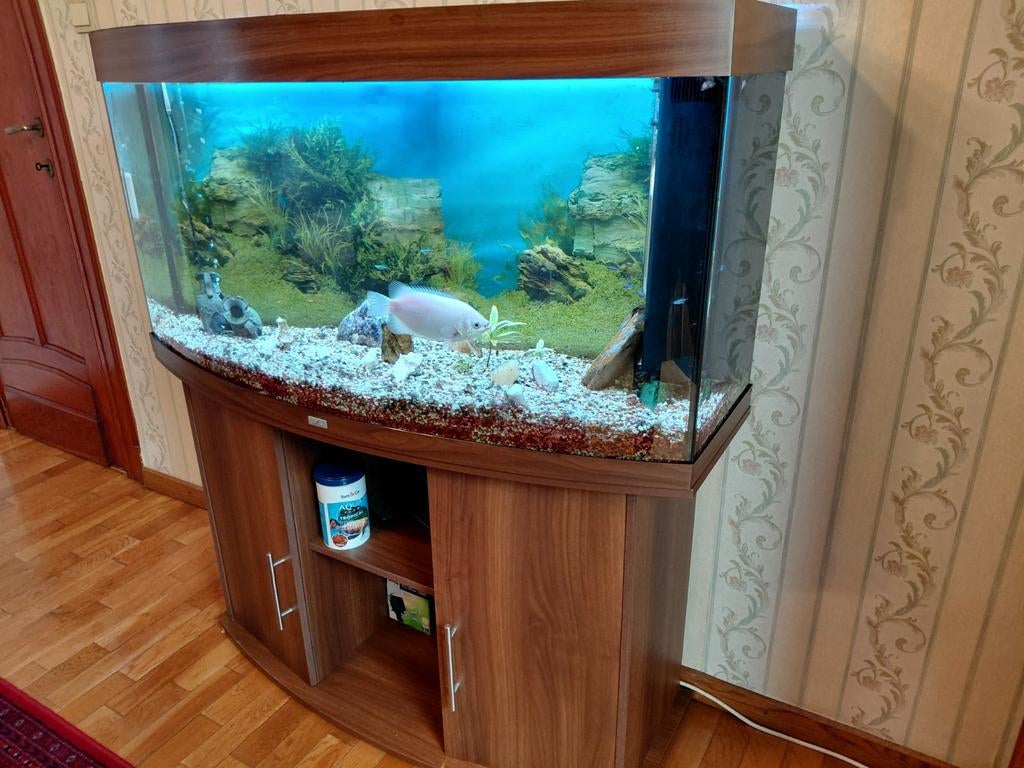 Aquarium Vision 260, Couvercle inclus, Aquarium d'eau douce rempli, Enlèvement, Utilisé