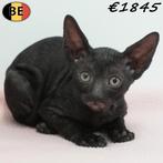 chaton Cornish Rex - femelle à vendre, Chatte ou Chat, Vermifugé, 0 à 2 ans