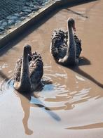 Koppel zwarte zwanen, Dieren en Toebehoren, Meerdere dieren, Gans of Zwaan