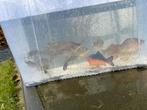 Goudvissen uit vijver GRATIS, Enlèvement, Comme neuf