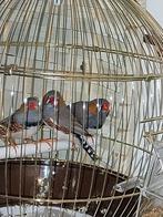 Pinson zèbre, Animaux & Accessoires