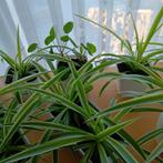 Lot de plantes d'intérieur, Enlèvement