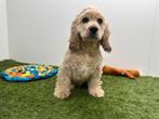 Amerikaanse Cocker Spaniel pups, Dieren en Toebehoren, Honden | Retrievers, Spaniëls en Waterhonden, België, 8 tot 15 weken, Parvo