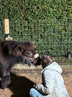 Shetlander, Dieren en Toebehoren, Pony's, Hengst