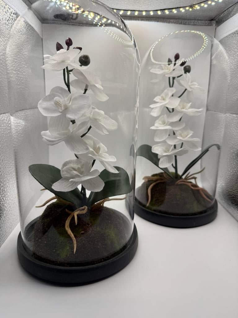 2 orchidées blanches sous cloche, Enlèvement ou Envoi, Comme neuf