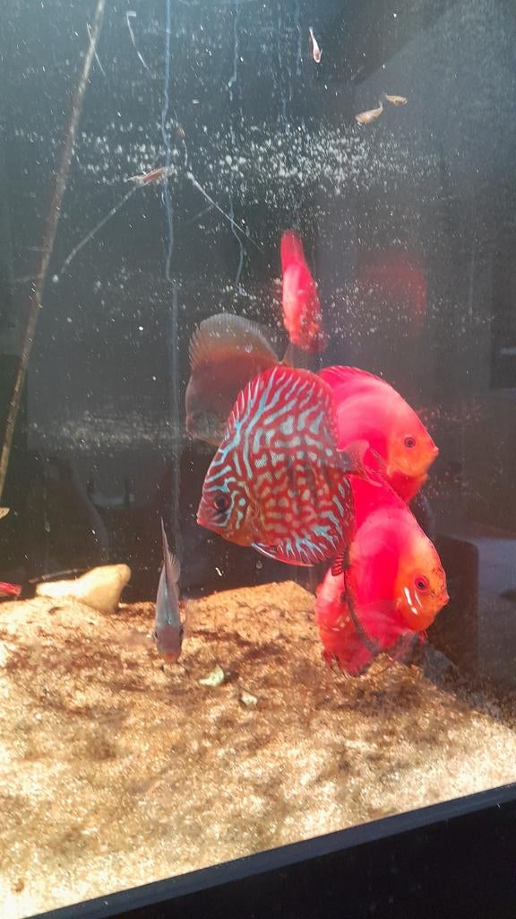 Discussen, Dieren en Toebehoren, Vissen | Aquariumvissen