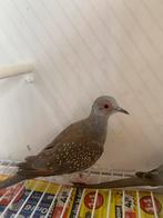 Diamant duifjes, Dieren en Toebehoren, Vogels | Overige Vogels, Meerdere dieren