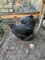 Cochin krielen hennen 25€ per stuk, Dieren en Toebehoren