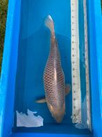 Japanse koi Ochiba, Dieren en Toebehoren