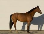 Fokmerrie gezocht, Dieren en Toebehoren, Paarden, Merrie, Springpaard, Gechipt