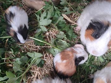 nog kleine cavia's beschikbaar beschikbaar voor biedingen