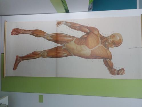 Anatomisch oude posters lichaam, Antiek en Kunst, Curiosa en Brocante, Ophalen