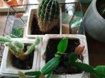 Cactus, Cactus, Ophalen