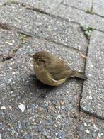test, Dieren en Toebehoren, Vogels | Overige Vogels