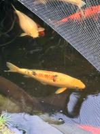 Koi Taisho sanke 60 cm, Dieren en Toebehoren, Karper of Koi