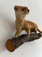 Opgezette Marter Echte Dierenopzet Taxidermie Dier Roofdier, Antiek en Kunst, Ophalen of Verzenden