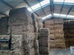 Stro maisbalen hooi voordroog, Zakelijke goederen, Landbouw | Veevoer, Ophalen