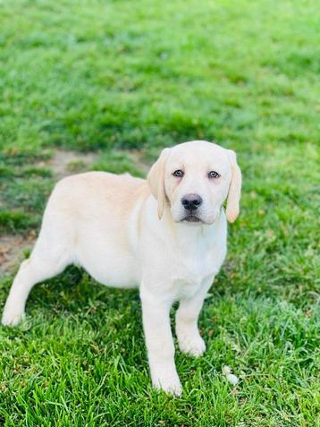 Chiots labrador blonds belges à vendre 