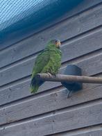 Amazone papegaai te koop, handtam 2 jaar oud, Dieren en Toebehoren, Vogels | Parkieten en Papegaaien, Vrouwelijk