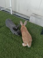 Lapins à vendre, Animaux & Accessoires, Lapins, Mâle, 0 à 2 ans