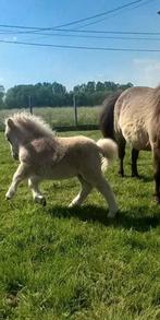 Palomino hengstje met belgisch shetland stamboom, Dieren en Toebehoren