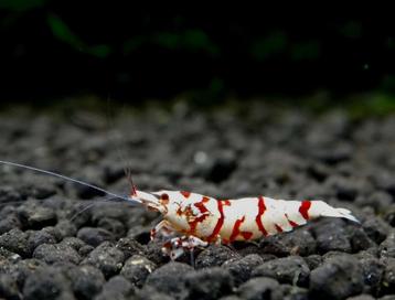 Red fancy tiger juvie's beschikbaar voor biedingen
