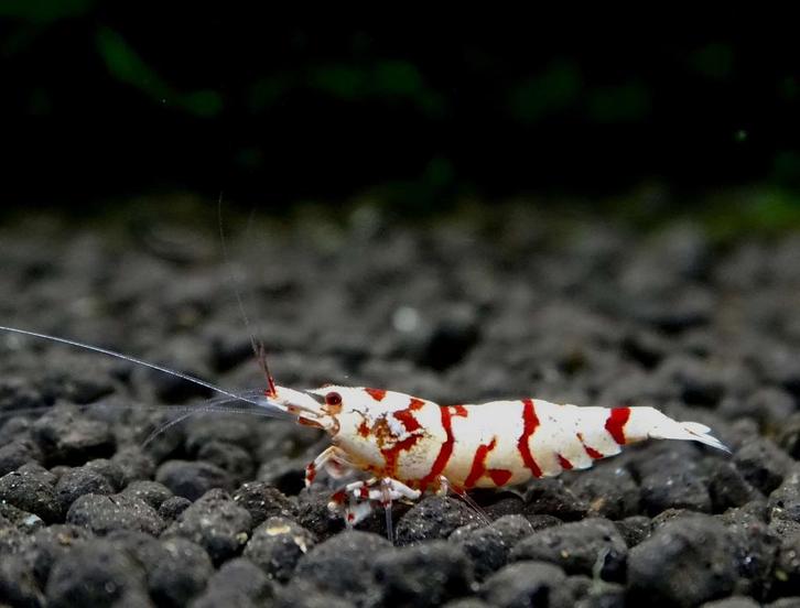 Red fancy tiger juvie's, Dieren en Toebehoren, Vissen | Aquariumvissen