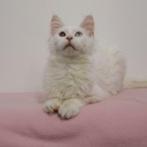 Maine Coon - chatons à vendre, Plusieurs animaux, Vermifugé, 0 à 2 ans