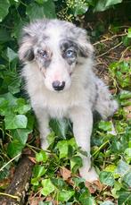 Border collie pups, Dieren en Toebehoren, Honden | Herdershonden en Veedrijvers, België, Fokker | Hobbymatig, 8 tot 15 weken, Collie