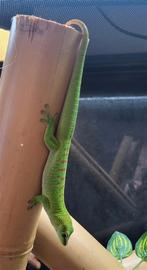 Phelsuma grandis (Madagaskar reuzendaggekko), Animaux & Accessoires, Reptiles & Amphibiens, Lézard, 0 à 2 ans