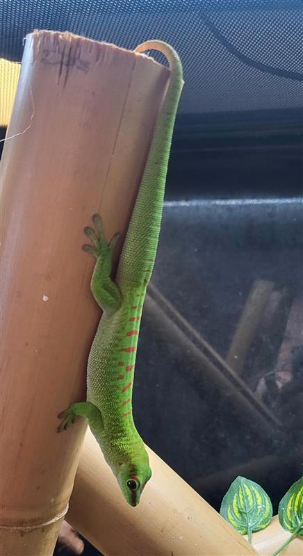 Phelsuma grandis (Madagaskar reuzendaggekko), Animaux & Accessoires, Reptiles & Amphibiens, Lézard, 0 à 2 ans