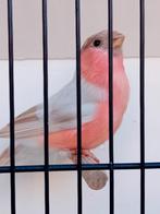 Goudvinken, Dieren en Toebehoren