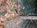 wilde eenden, Dieren en Toebehoren