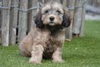Prachtige Labradoodle pups (mini formaat), Dieren en Toebehoren, België, Overige rassen, CDV (hondenziekte), 8 tot 15 weken