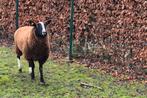 Schaap zwartbles ram , 1 jaar oud, Dieren en Toebehoren, Schapen, Geiten en Varkens, Schaap