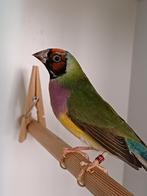 Gouldamandines, Dieren en Toebehoren, Vogels | Overige Vogels