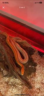 Slagen en den slangenbak, Animaux & Accessoires, Serpent, Domestique, 0 à 2 ans